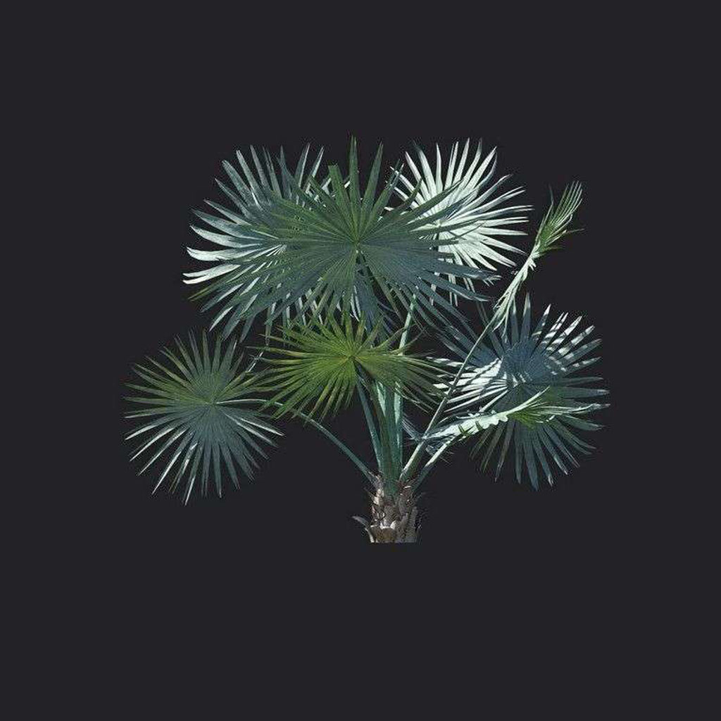 A9822-Asplenium nidus 04