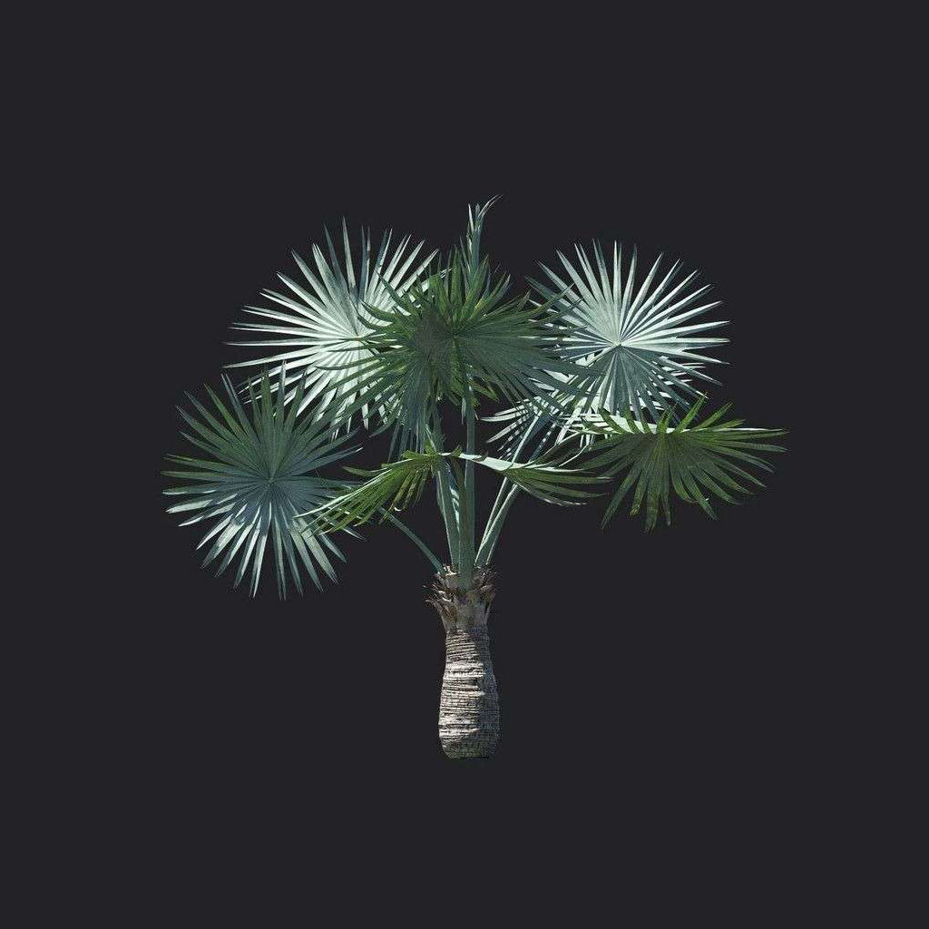 A9823-Asplenium nidus 05