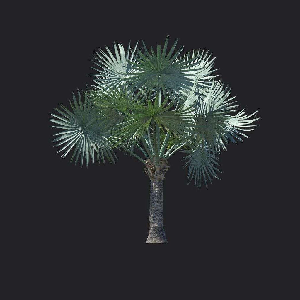 A9824-Asplenium nidus 06