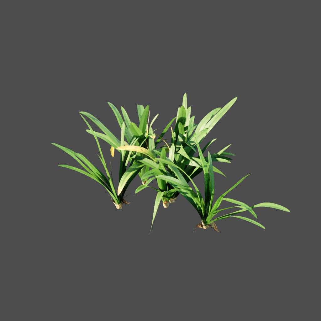 AA020301 Spider Lily hymenocallis