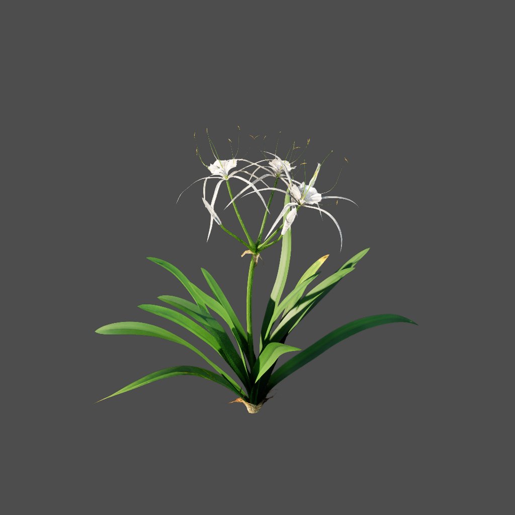 AA020302 Spider Lily hymenocallis