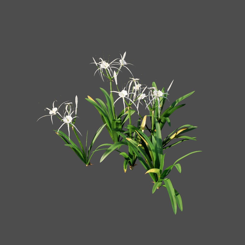 AA020303 Spider Lily hymenocallis
