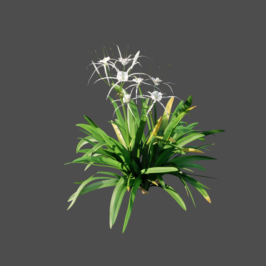 AA020304 Spider Lily hymenocallis