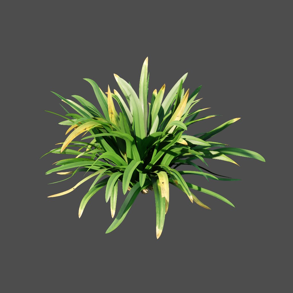 AA020305 Spider Lily hymenocallis