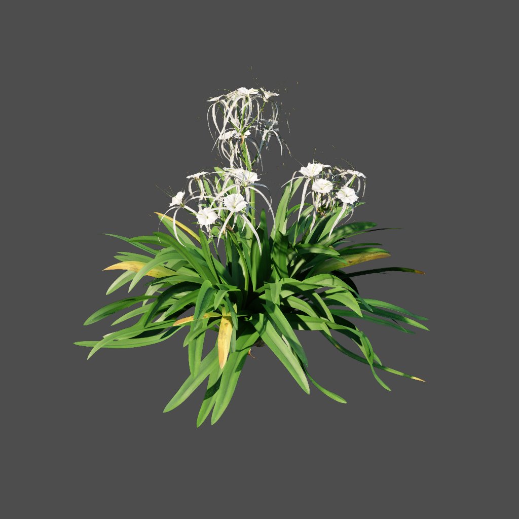 AA020306 Spider Lily hymenocallis