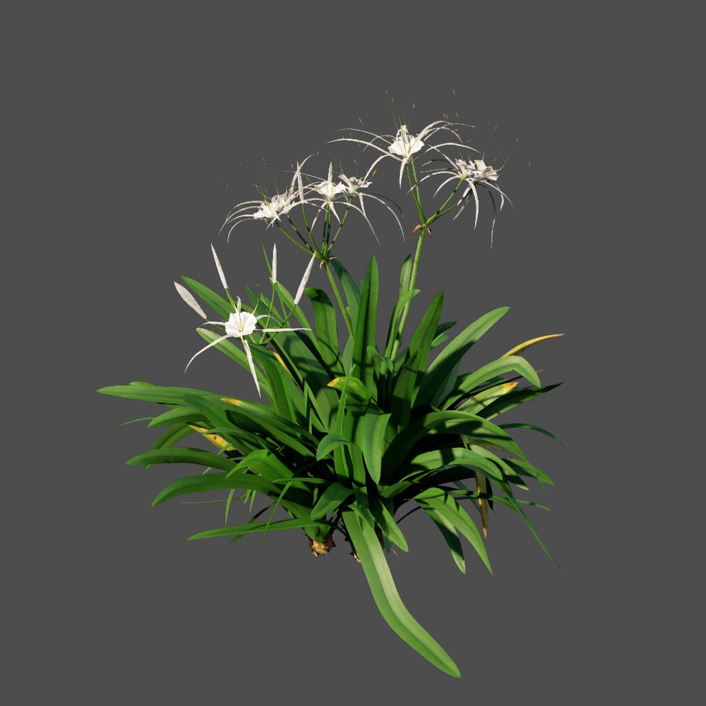 AA020307 Spider Lily hymenocallis
