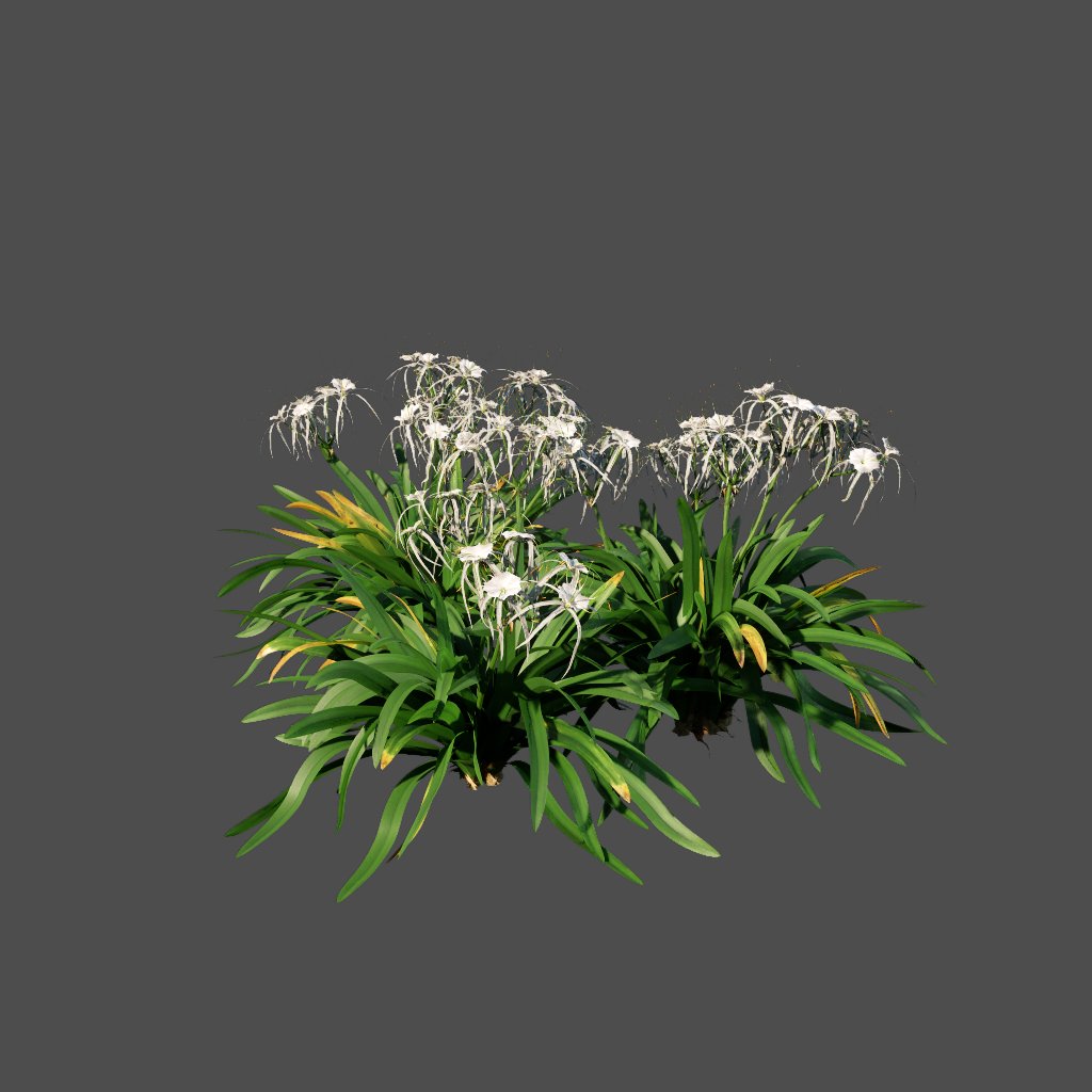 AA020308 Spider Lily hymenocallis