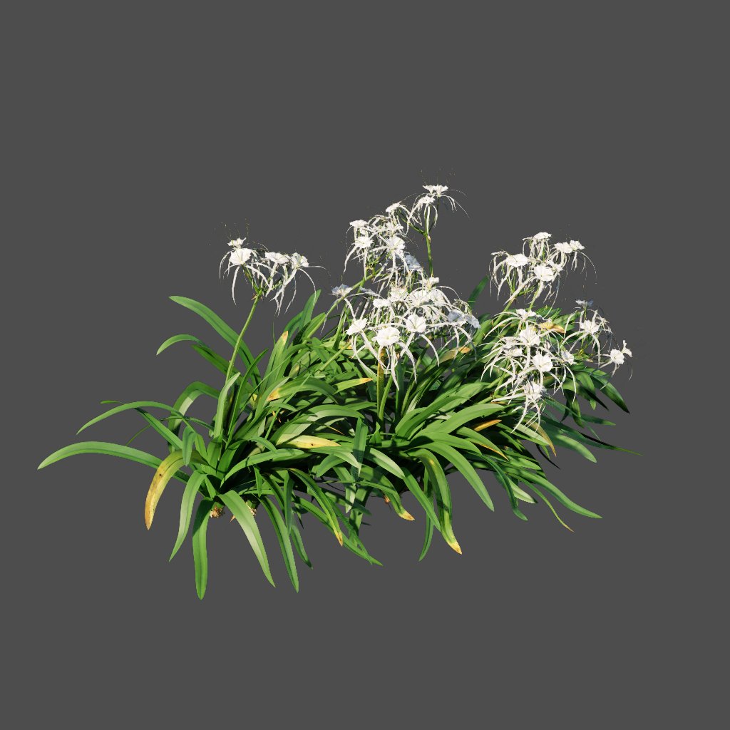 AA020309 Spider Lily hymenocallis