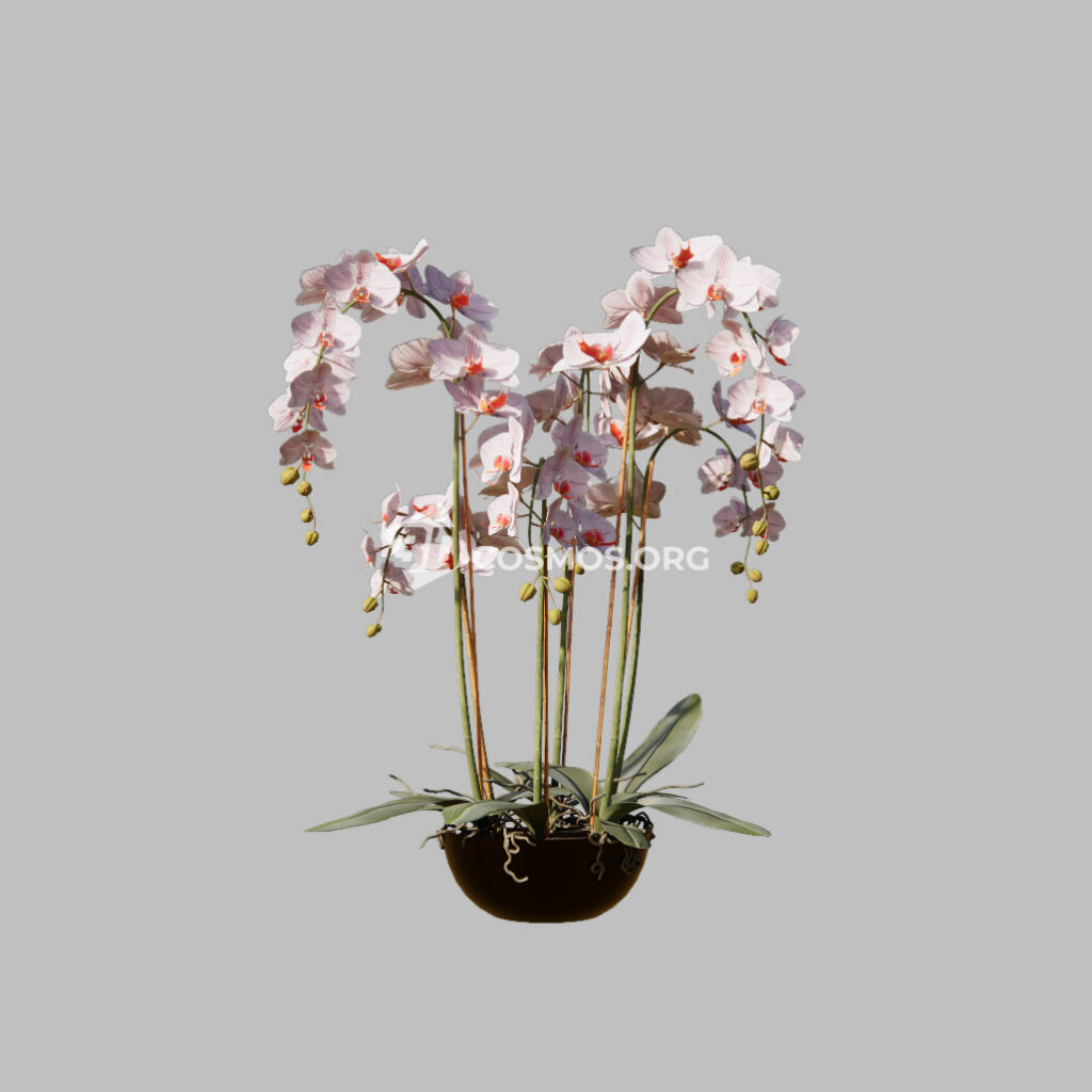 AD0527  Enscape Asset Bouquet