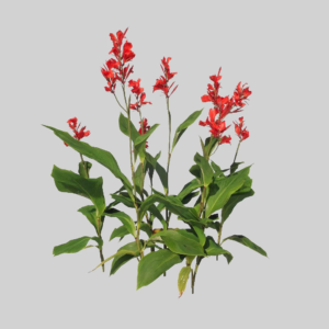 Enscape_Asset_3315_1