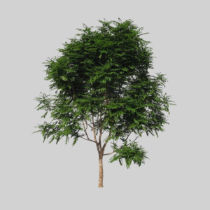 Enscape_Asset_3325_1