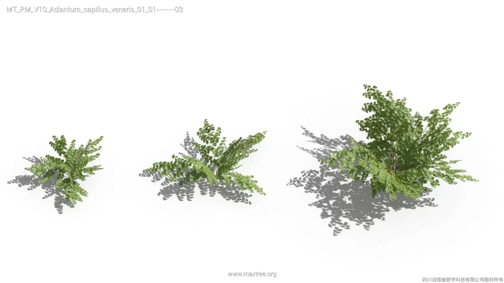 MT-PM-V10-Adiantum-capillus-veneris-01-01-03