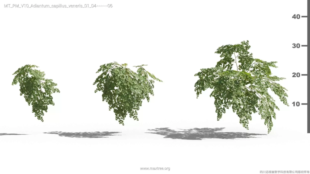 MT-PM-V10-Adiantum-capillus-veneris-01-04-06