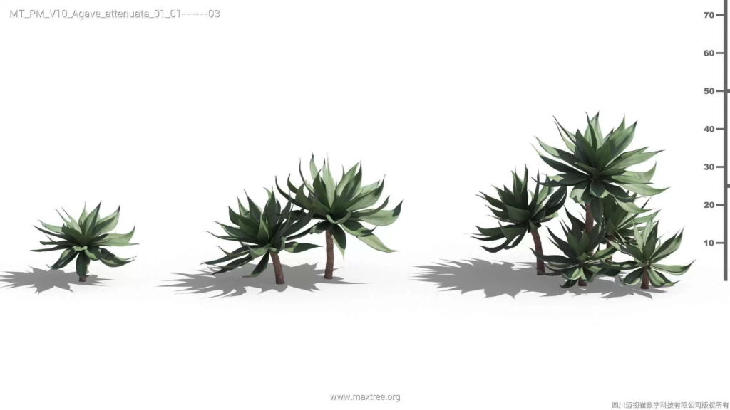 MT-PM-V10-Agave-attenuata-01-01-03