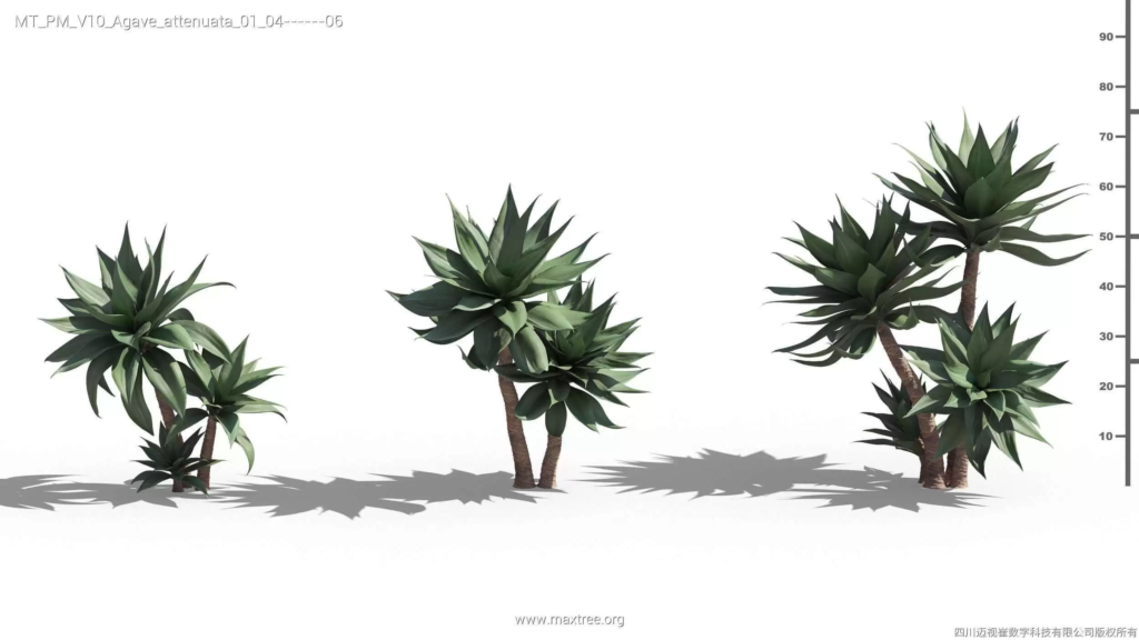 MT-PM-V10-Agave-attenuata-01-04-06