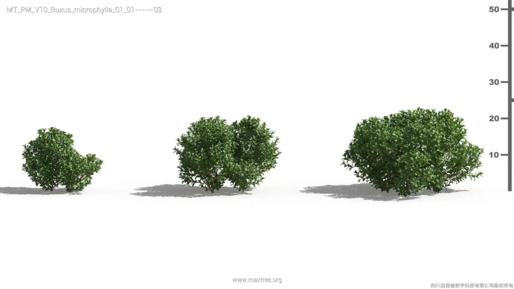 MT-PM-V10-Buxus-microphylla-01-01-03