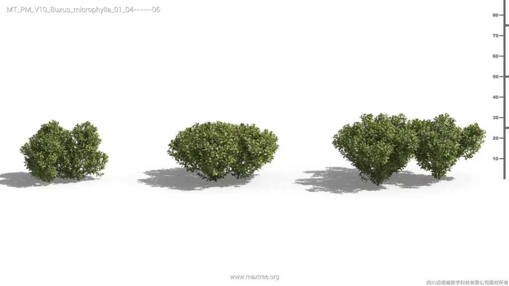 MT-PM-V10-Buxus-microphylla-01-04-06