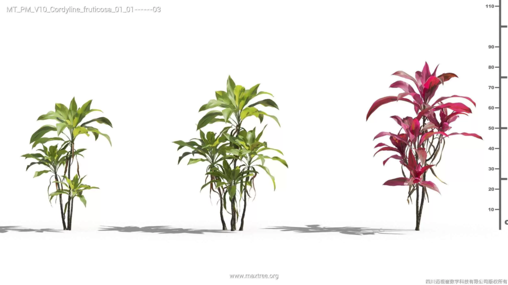 MT-PM-V10-Cordyline-fruticosa-01-01-03