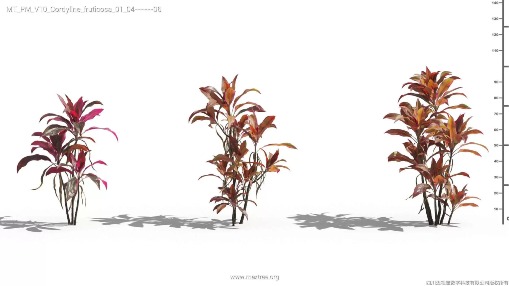 MT-PM-V10-Cordyline-fruticosa-01-04-06