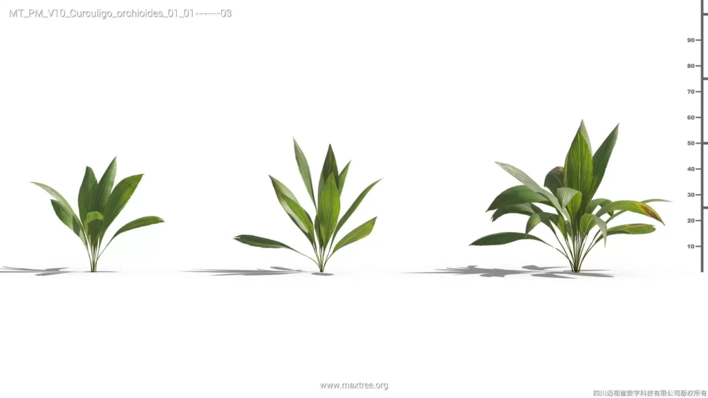 MT-PM-V10-Curculigo-orchioides-01-01-03