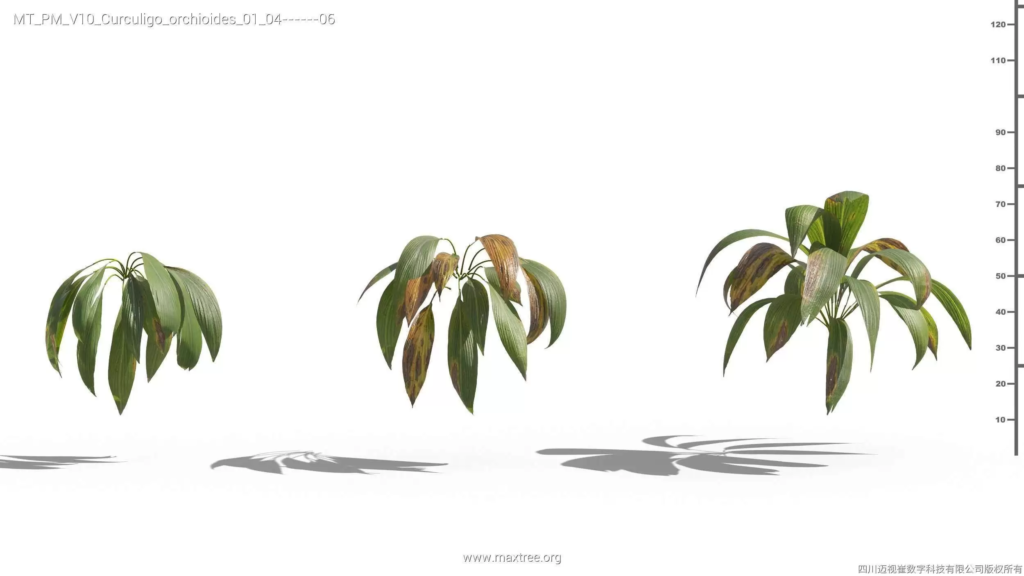 MT-PM-V10-Curculigo-orchioides-01-04-06