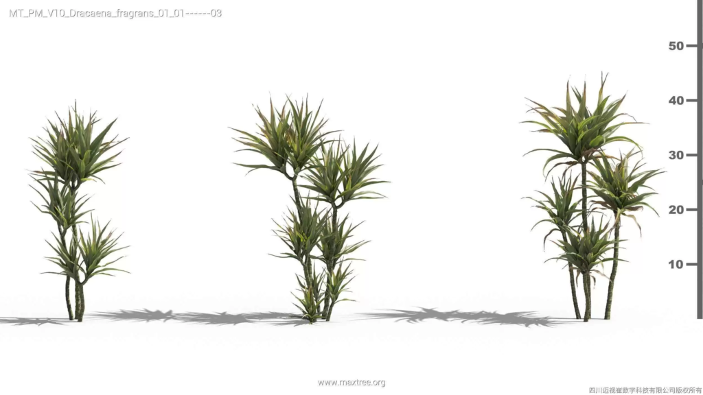 MT-PM-V10-Dracaena-fragrans-01-01-03