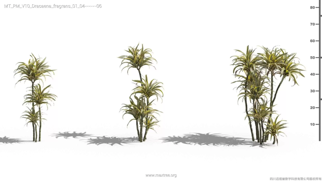 MT-PM-V10-Dracaena-fragrans-01-04-06