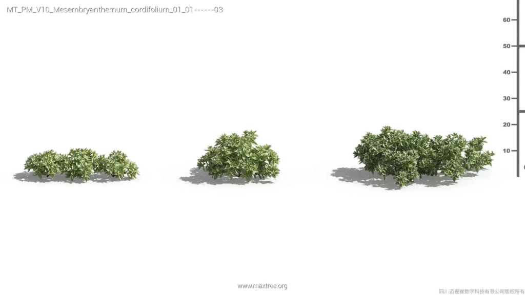 MT-PM-V10-Mesembryanthemum-cordifolium-01-01-03