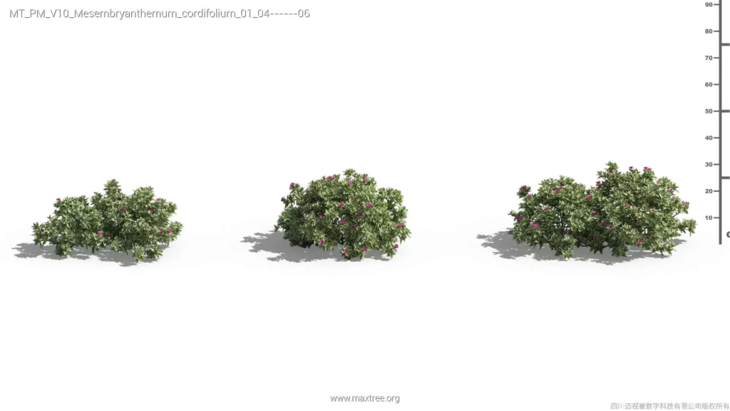 MT-PM-V10-Mesembryanthemum-cordifolium-01-04-06