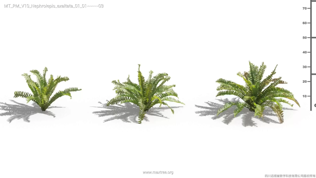 MT-PM-V10-Nephrolepis-exaltata-01-01-03