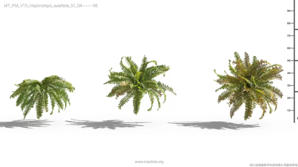 MT-PM-V10-Nephrolepis-exaltata-01-04-06