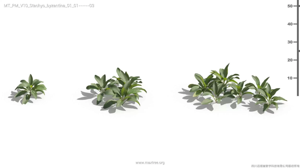 MT-PM-V10-Stachys-byzantina-01-01-03