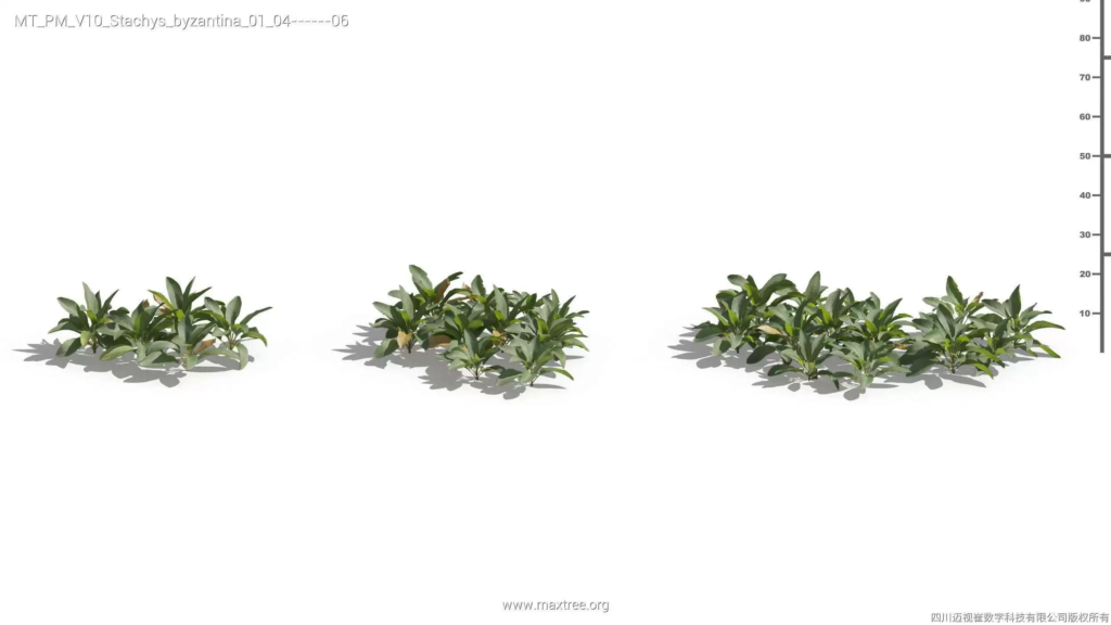 MT-PM-V10-Stachys-byzantina-01-04-06