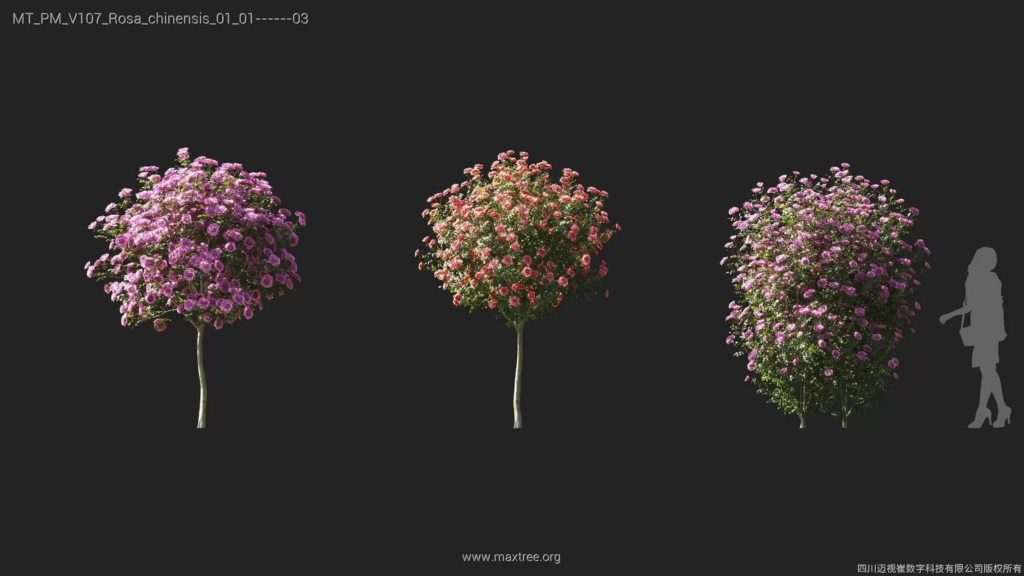 MT-PM-V107-Rosa-chinensis-01-01-03