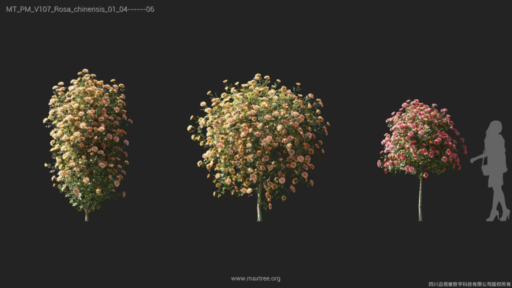 MT-PM-V107-Rosa-chinensis-01-04-06
