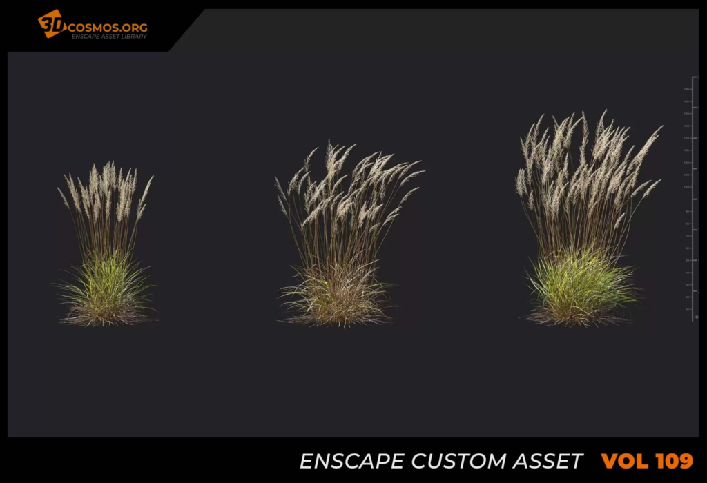 MT-PM-V109-Calamagrostis-acutiflora-01-01-03