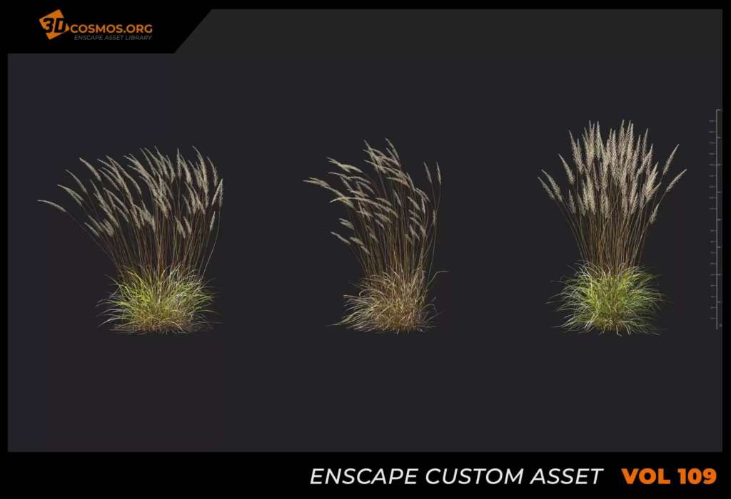 MT-PM-V109-Calamagrostis-acutiflora-01-04-06