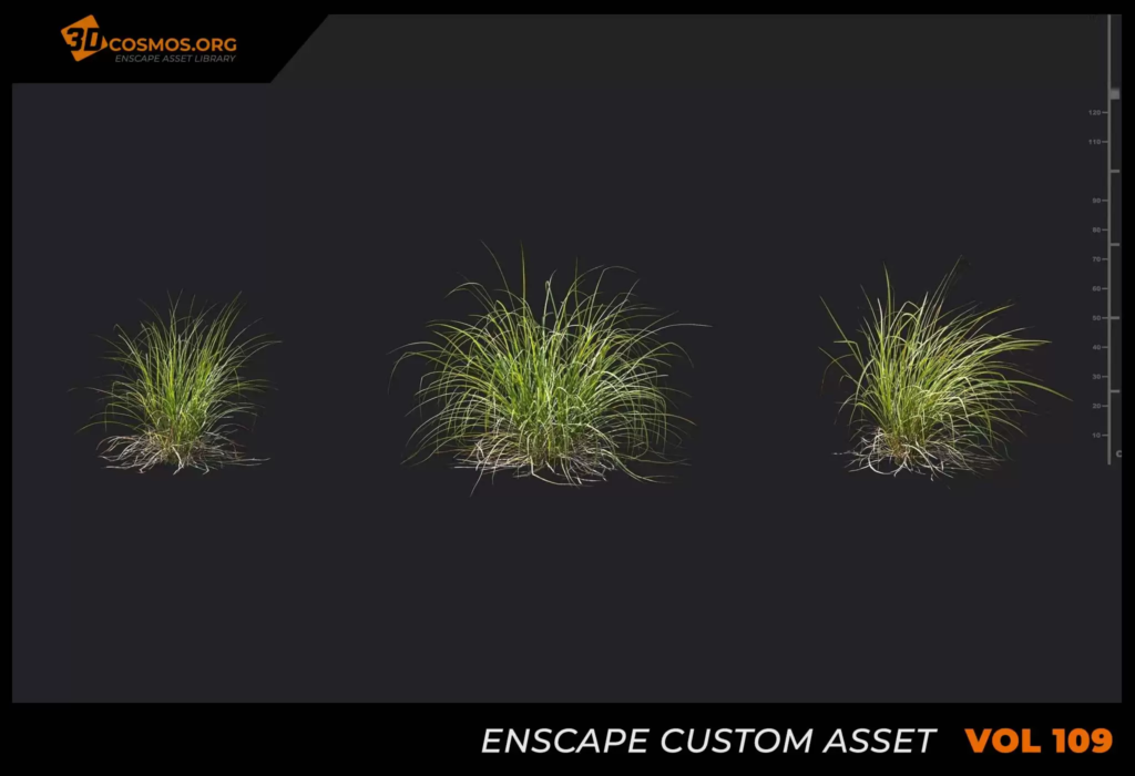 MT-PM-V109-Carex-elata-01-01-03