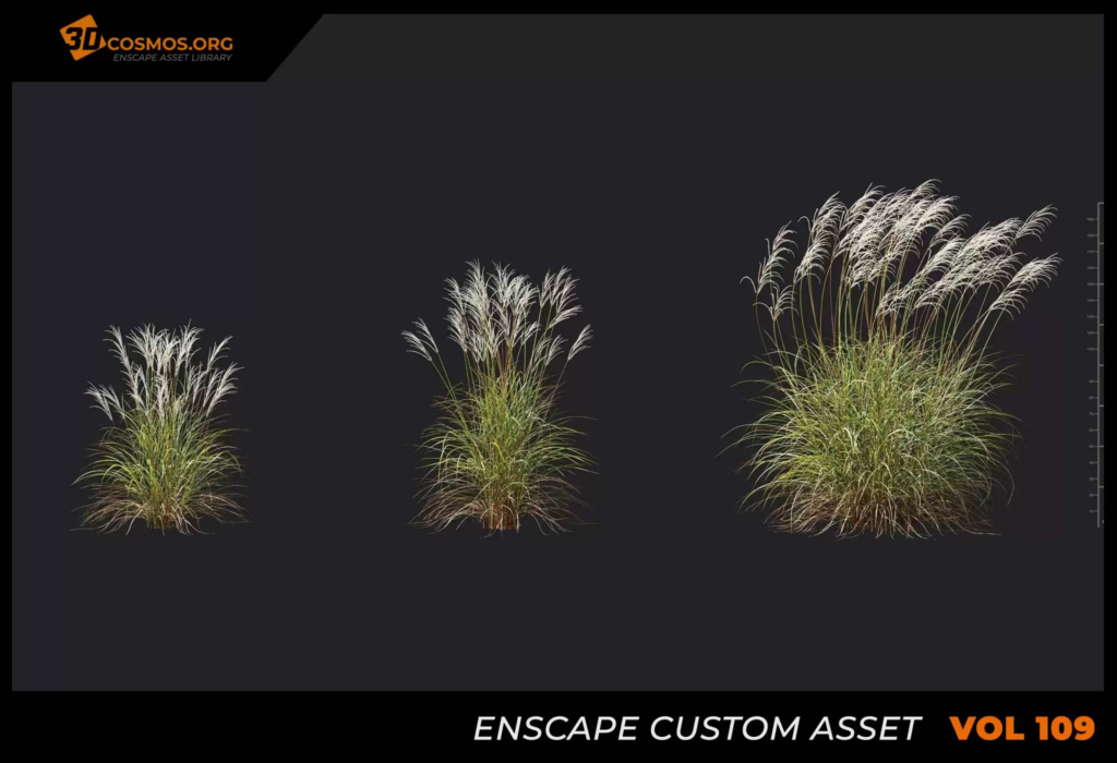MT-PM-V109-Miscanthus-nepalensis-01-01-03