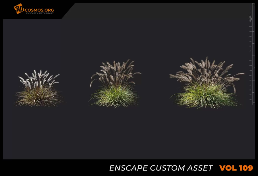 MT-PM-V109-Pennisetum-alopecuroides-01-04-06