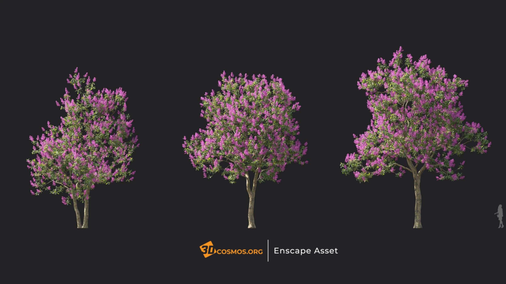 MT-PM-V144-Lagerstroemia-speciosa-01-04-06