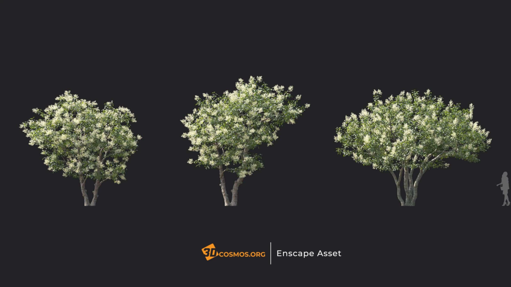 MT-PM-V144-Syringa-reticulata-01-04-06