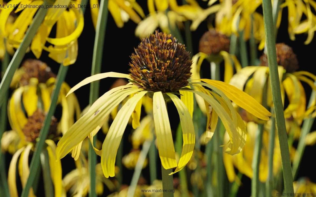 MT-PM-V145-Echinacea-paradoxa-01-Detail-01-1200x750