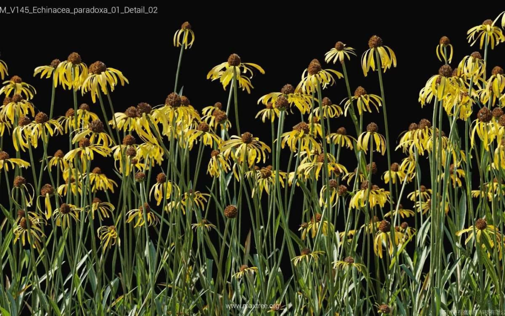 MT-PM-V145-Echinacea-paradoxa-01-Detail-02-1200x750