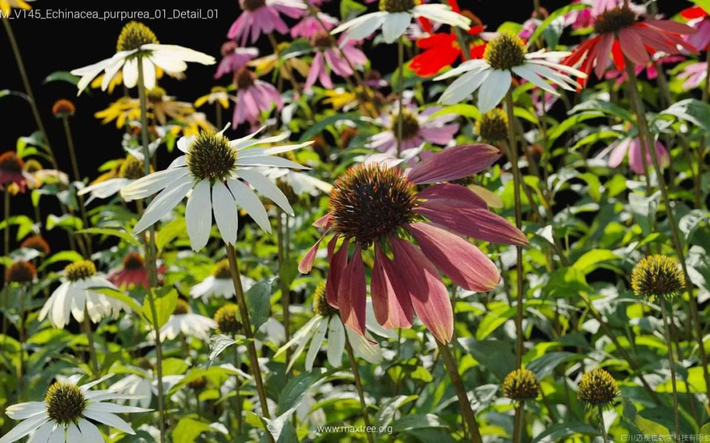 MT-PM-V145-Echinacea-purpurea-01-Detail-01-1200x750