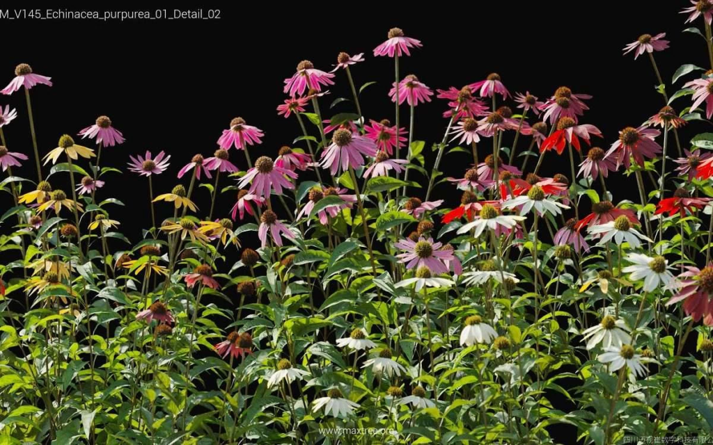 MT-PM-V145-Echinacea-purpurea-01-Detail-02-1200x750