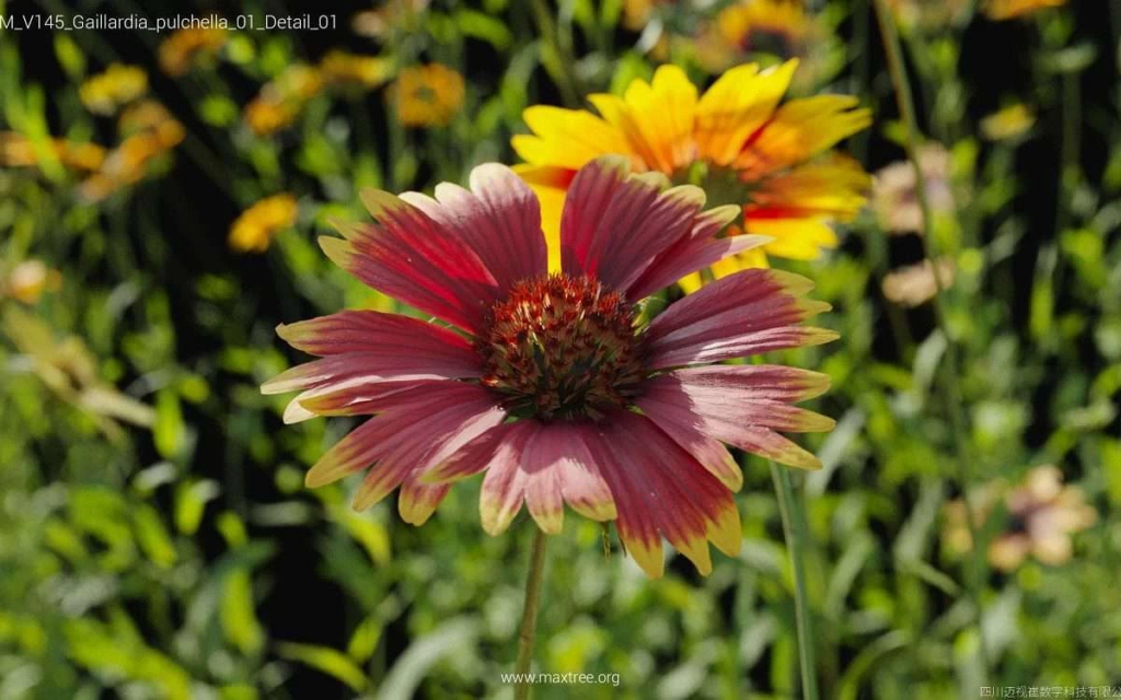 MT-PM-V145-Gaillardia-pulchella-01-Detail-01-1200x750