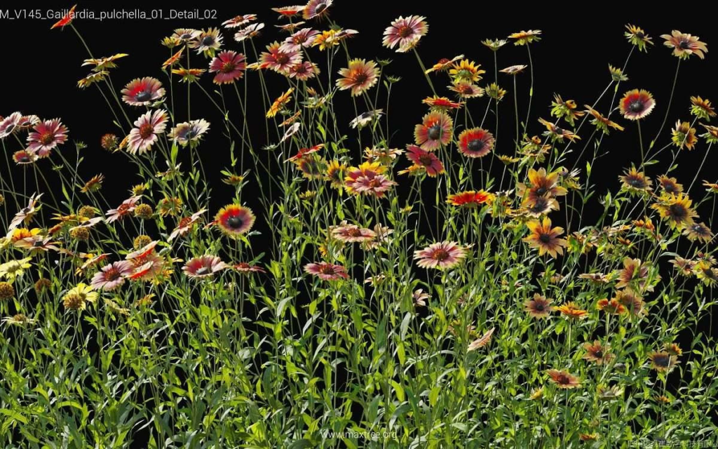 MT-PM-V145-Gaillardia-pulchella-01-Detail-02-1200x750