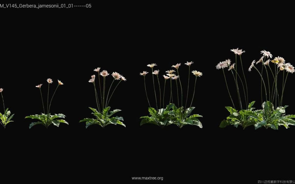 MT-PM-V145-Gerbera-jamesonii-01-01-05-1200x750