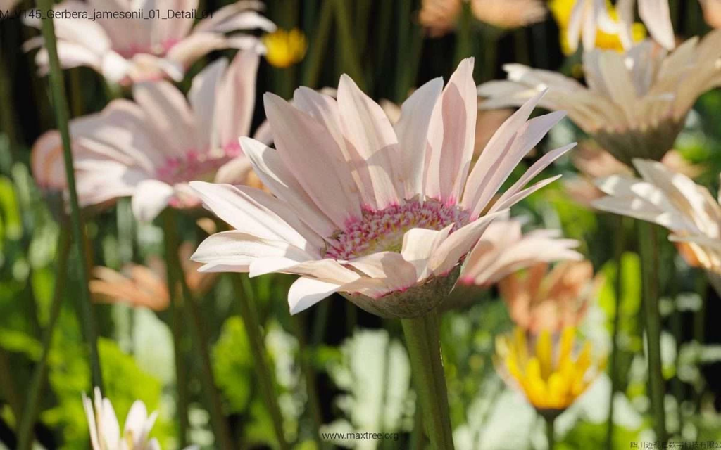 MT-PM-V145-Gerbera-jamesonii-01-Detail-01-1200x750